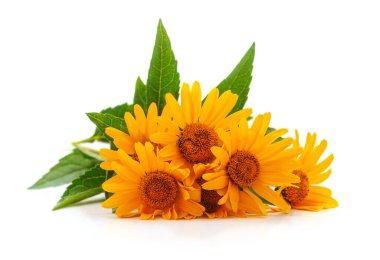 Beyaz bir arka plan üzerinde izole sarı papatya buketi.