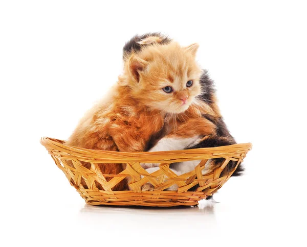 Kätzchen Einem Korb Isoliert Auf Weißem Hintergrund — Stockfoto