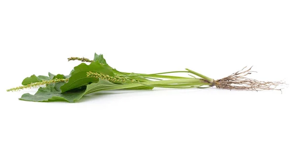 Green Leaf Plantain Isolated White Background — Stock Photo, Image