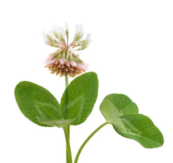 Clover Blossom Leaves Isolated White Background — Stock Photo, Image