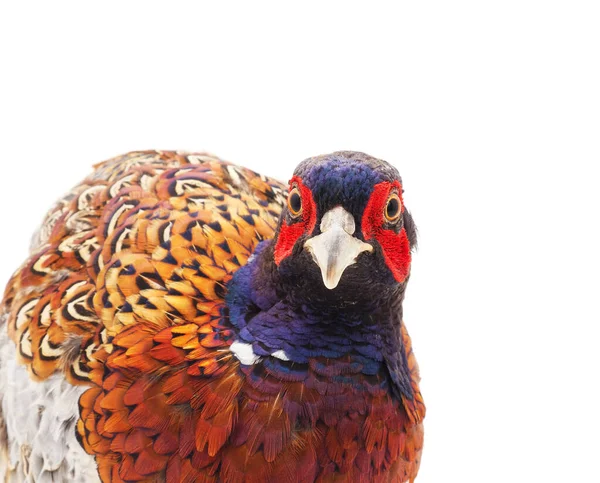 One Big Pheasant Isolated White Background — Stock Photo, Image