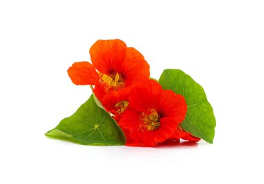 Beyaz bir arka plan üzerinde izole yaprakları ile kırmızı nasturtium.