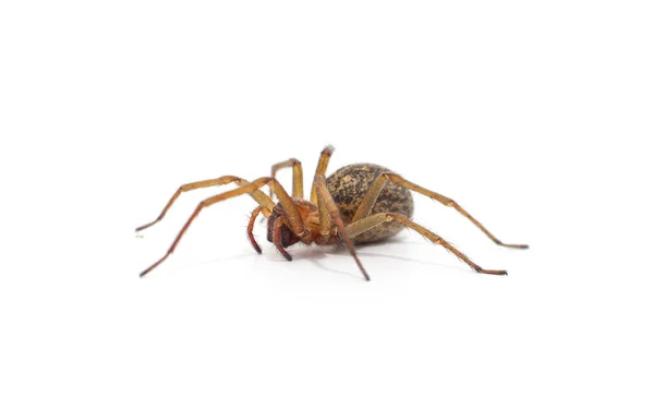 Beyaz Arka Planda Izole Edilmiş Büyük Bir Örümcek — Stok fotoğraf