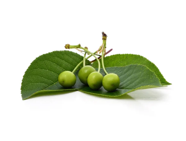 Zielone Wiśnie Zielonych Liściach Odizolowane Białym Tle — Zdjęcie stockowe