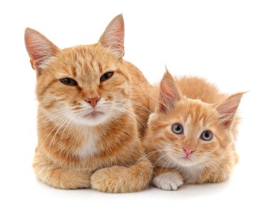 Kırmızı kedi ve kedi yavrusu beyaz arka planda izole edilmiş..