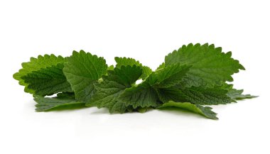 Beyaz arka planda yeşil ısırgan otu çalısı.