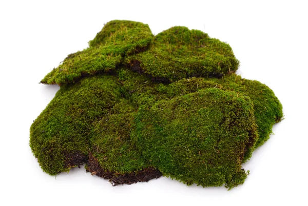 stock image Bunch of green moss isolated on a white background.