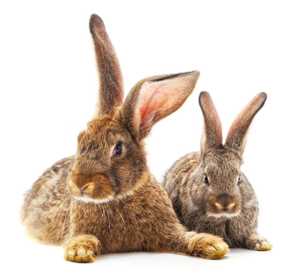 Dos Hermosos Conejos Aislados Sobre Fondo Blanco —  Fotos de Stock