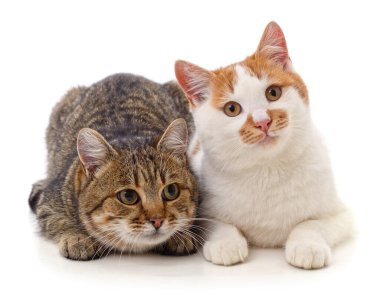 Kahverengi ve beyaz kedi beyaz arka planda izole edilmiş..