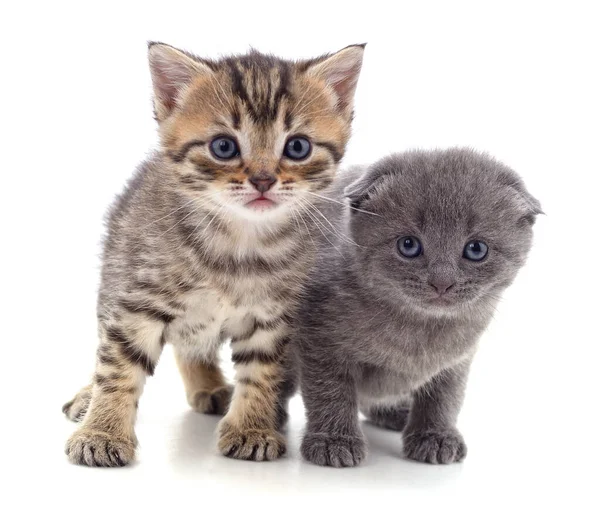 Два Серых Кота Изолированы Белом Фоне — стоковое фото