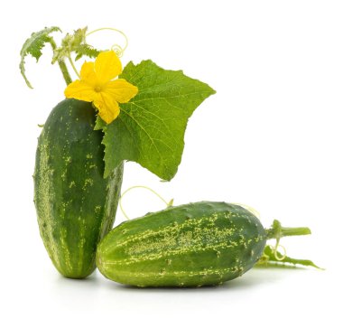 Beyaz bir arka planda çiçek ve yapraklı bir salatalık..