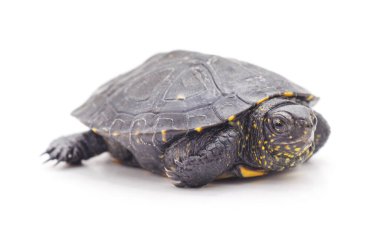 Beyaz arka planda izole edilmiş küçük bir kaplumbağa..