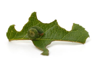 Beyaz arka planda yeşil tırtıl yiyen yapraklar..