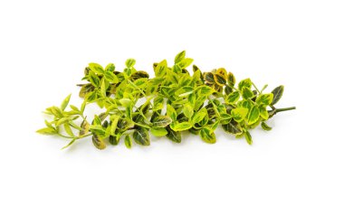 Beyaz arka planda izole edilmiş sarı berseklet dalı.