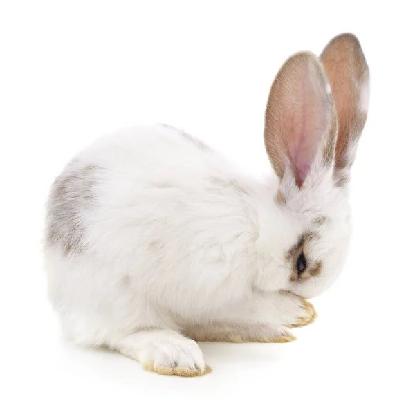 Beyaz Bir Arka Planda Kendini Yıkayan Beyaz Bir Tavşan — Stok fotoğraf