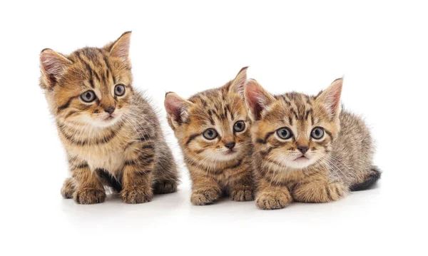 Three Small Kittens Isolated White Background — Stock Photo, Image