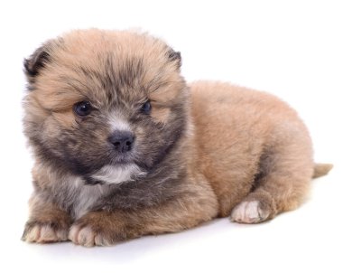 Kahverengi güzel köpek yavrusu beyaz arka planda izole edilmiş..