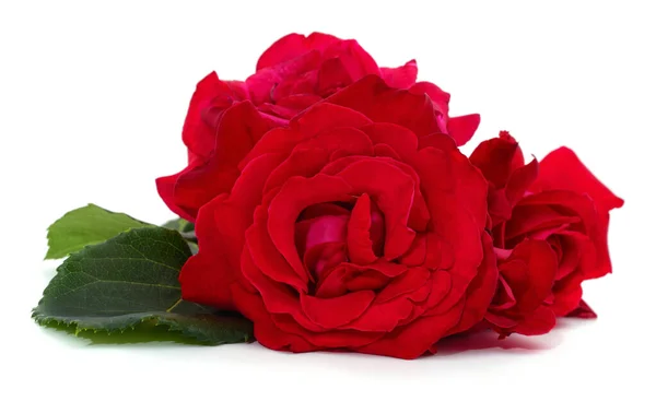 Três Rosas Vermelhas Isoladas Sobre Fundo Branco — Fotografia de Stock