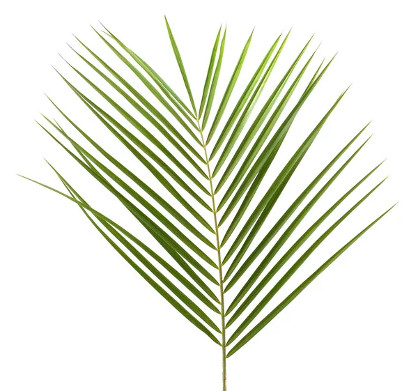One Leaf Fern Isolated White Background — Stock Photo, Image