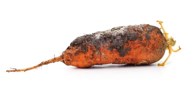 Морковь Плесенью Изолированы Белом Фоне — стоковое фото
