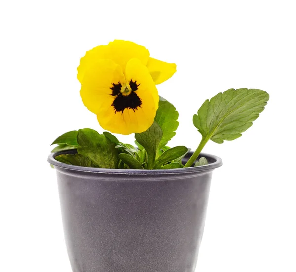 stock image Yellow viola in a pot isolated on a white background.