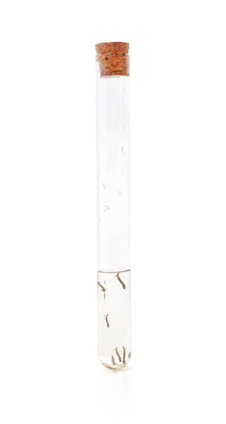 A flask with mosquito larvae isolated on a white background.