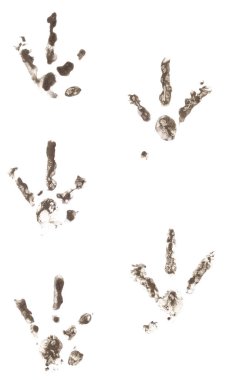 Chicken tracks made of dirt in a row isolated on a white background.