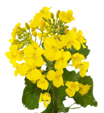 Beyaz arka planda izole edilmiş bir grup sarı kolza tohumu..