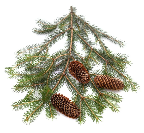 Cones Christmas Tree Isolated White Background — Stock Photo, Image
