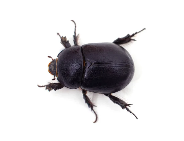 白い背景に隔離された黒い甲虫1匹 — ストック写真
