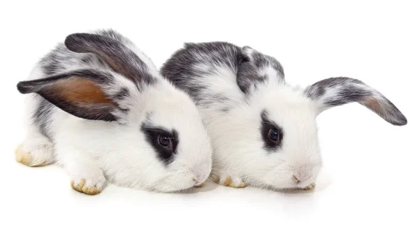 Dos Hermosos Conejos Blancos Aislados Sobre Fondo Blanco Imagen de archivo