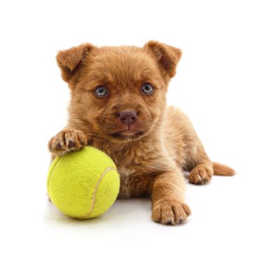 Beyaz bir arka plan üzerinde izole topu ile küçük köpek yavrusu.