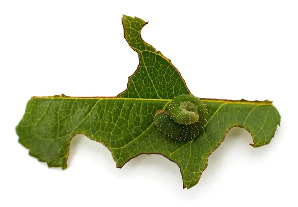 Зеленая Гусеница Ест Листья Изолированы Белом Фоне — стоковое фото