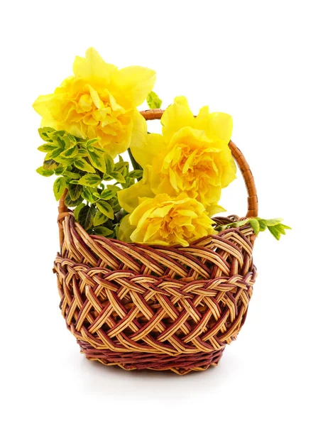 Bouquet of yellow daffodils isolated on a white background.