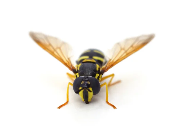 Eine Gestreifte Wespe Isoliert Auf Weißem Hintergrund — Stockfoto