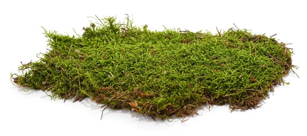白い背景に隔離された緑の苔の束 — ストック写真