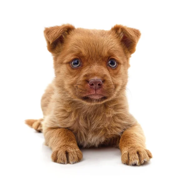 Een Kleine Bruine Pup Een Witte Achtergrond — Stockfoto