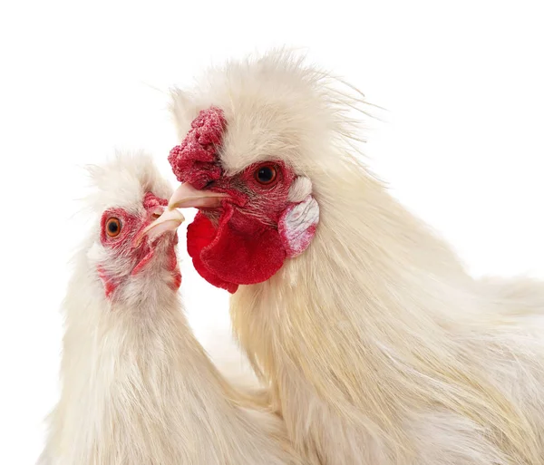 Ayam Putih Dan Ayam Betina Terisolasi Latar Belakang Putih Stok Foto