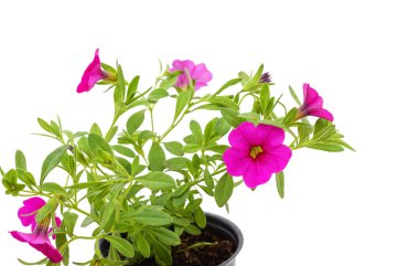 Beyaz arka planda izole edilmiş çömleklerdeki petunyalar.