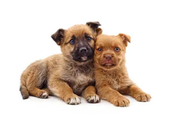 Twee Kleine Puppy Geïsoleerd Een Witte Achtergrond — Stockfoto