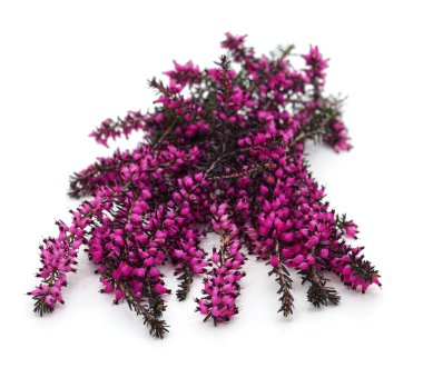 Beyaz arka planda izole edilmiş pembe Erica çiçeği.
