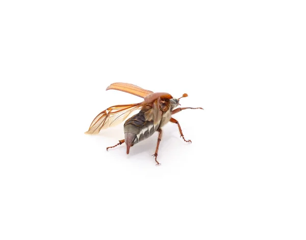Brauner Käfer Mit Flügeln Isoliert Auf Weißem Hintergrund — Stockfoto