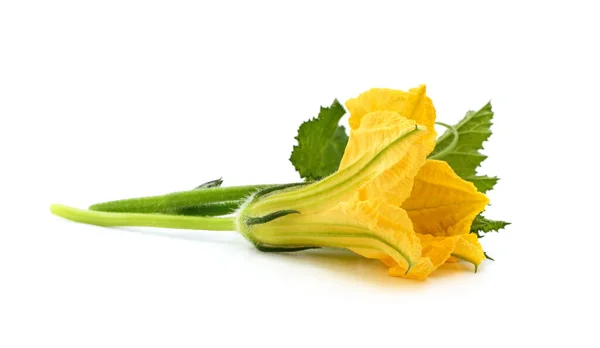 Żółte Kwiaty Dyni Izolowane Białym Tle — Zdjęcie stockowe