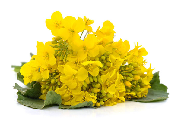 Bunch of yellow rapeseed isolated on a white background.