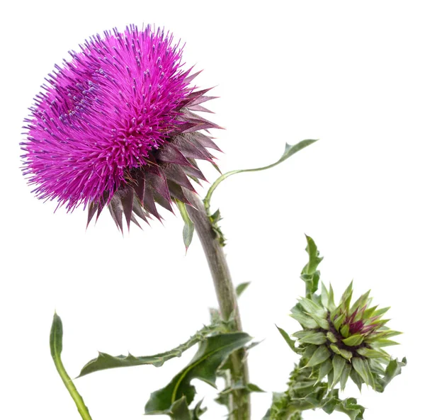 Branch Thistle Flower Isolated White Background — Stock Photo, Image