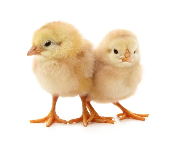 Dvě Žlutá Kuřata Izolovaných Bílém Pozadí Stock Snímky