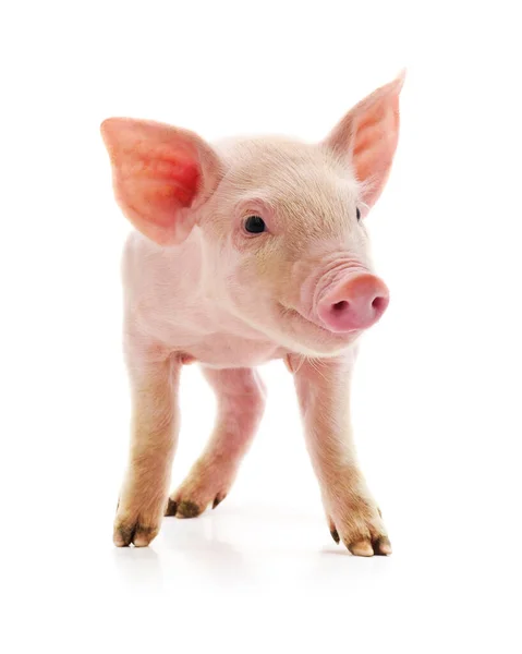 Little Pink Pig Isolated White Background — Stock Photo, Image