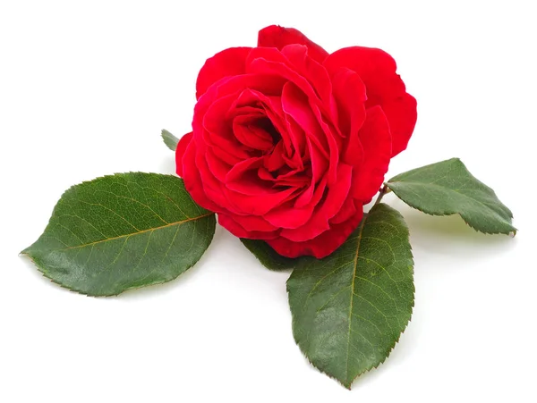 Jedna Červená Růže Izolovaná Bílém Pozadí — Stock fotografie