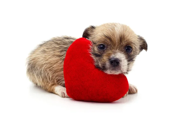 Dog Heart Isolated White Background — Stock Photo, Image