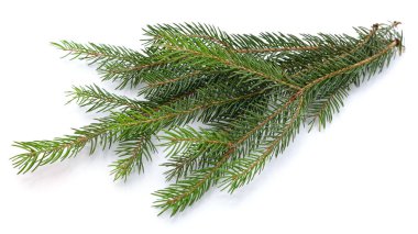 Beyaz bir arka plan üzerinde izole köknar ağacı dalı.